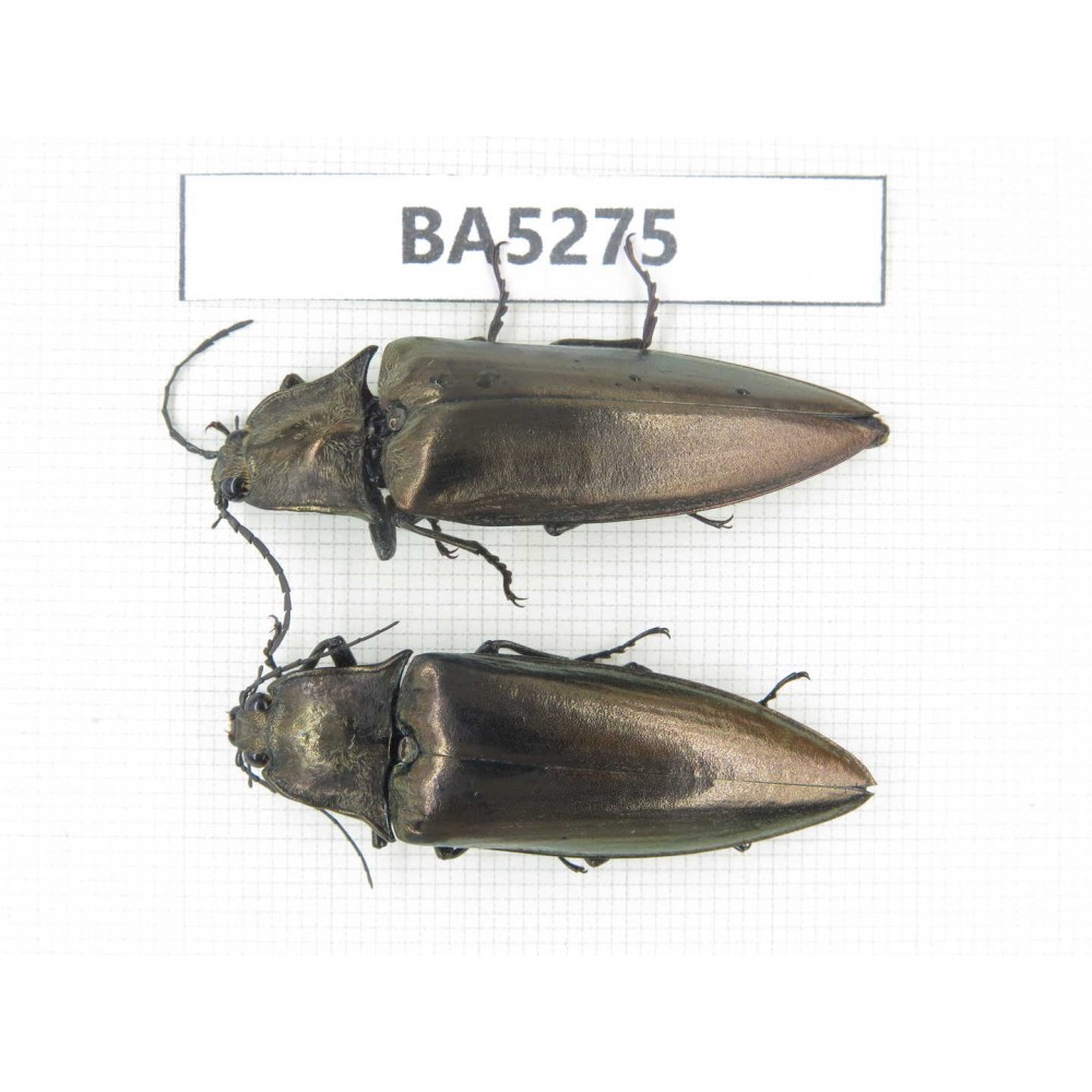 Elateridae sp. China, Yunnan, Dehong, Longchuan county. 2Pcs. BA5275.