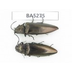 Elateridae sp. China, Yunnan, Dehong, Longchuan county. 2Pcs. BA5275.