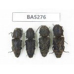 Elateridae sp. China, Yunnan, Dehong, Longchuan county. 4Pcs. BA5276.