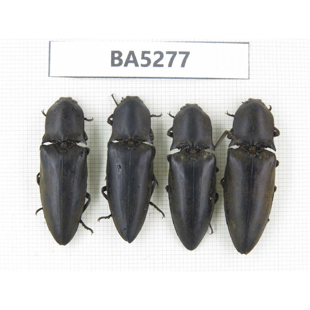 Elateridae sp. China, Yunnan, Dehong, Longchuan county. 4Pcs. BA5277.