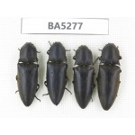 Elateridae sp. China, Yunnan, Dehong, Longchuan county. 4Pcs. BA5277.