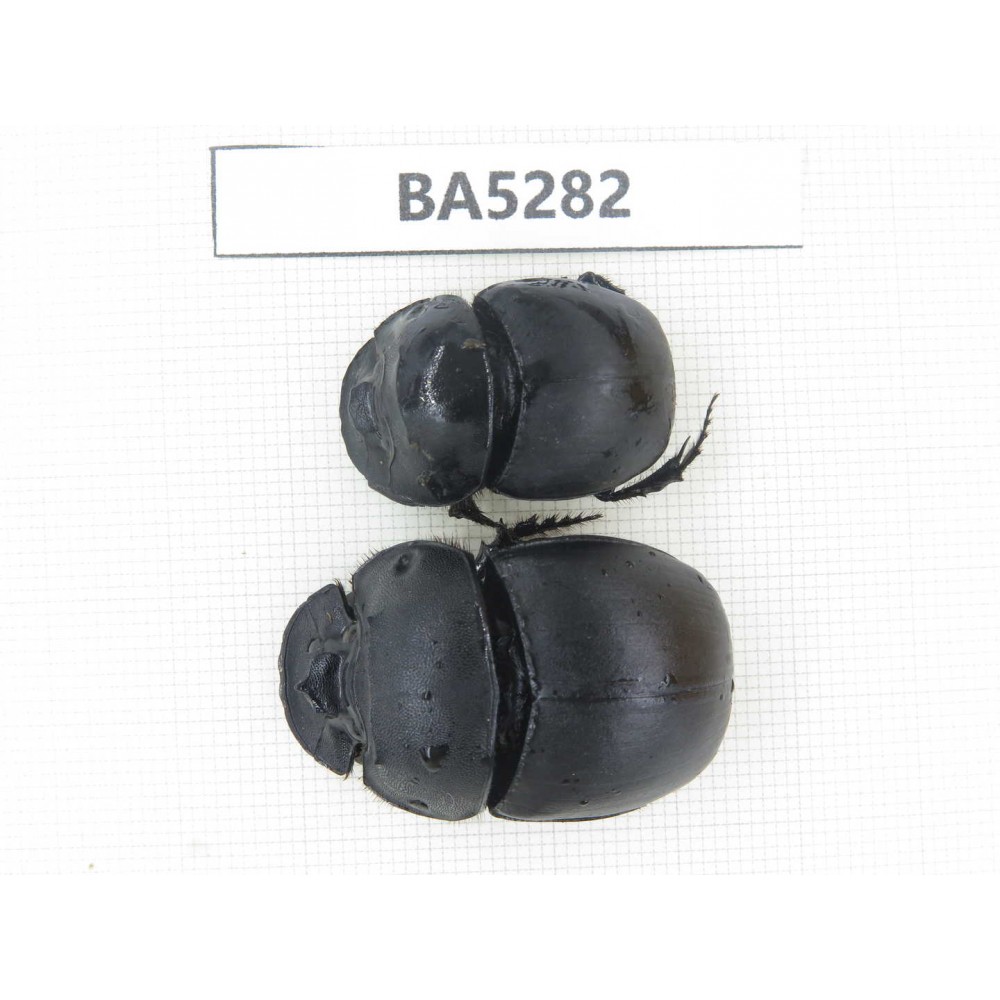 Geotrupidae sp. China, Yunnan, Dehong, Longchuan county. 2Pcs. BA5282.
