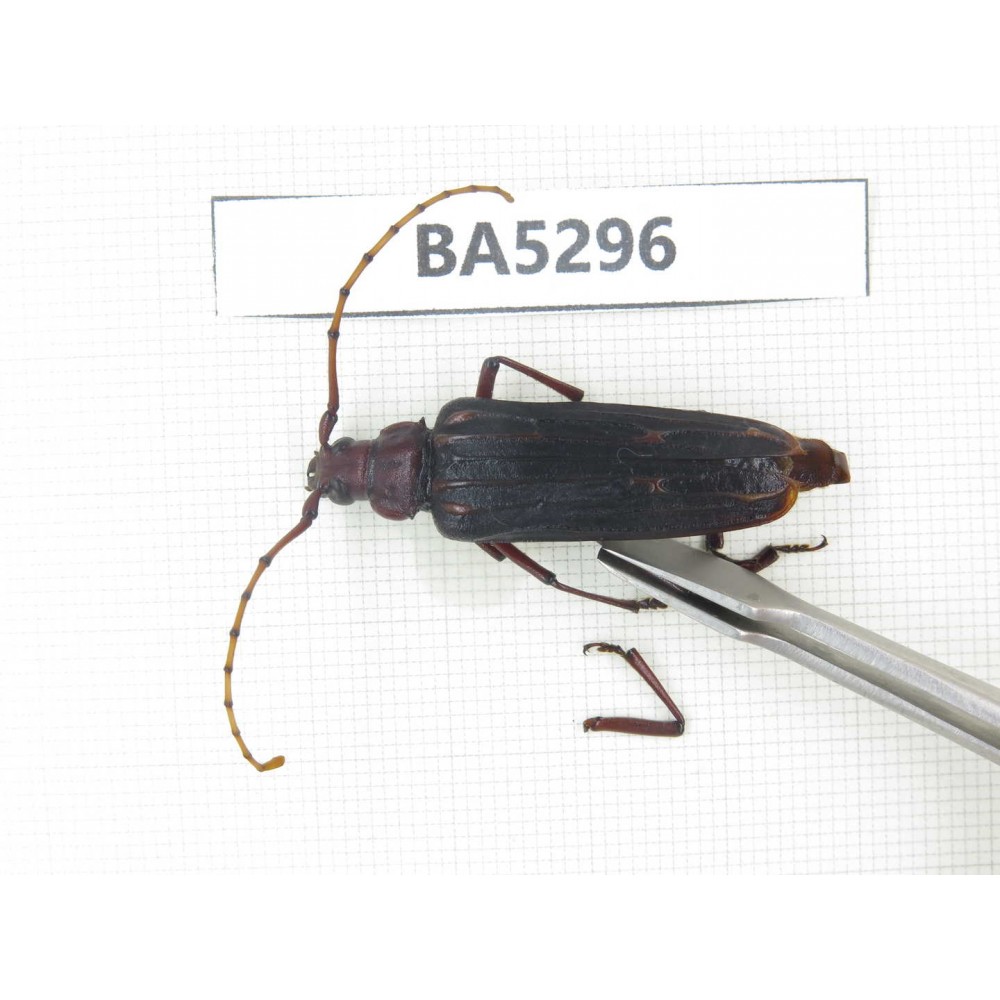 Cerambycidae sp. China, Yunnan, Dali, S of Mt.Cangshan. 1Pcs. BA5296.