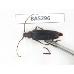 Cerambycidae sp. China, Yunnan, Dali, S of Mt.Cangshan. 1Pcs. BA5296.