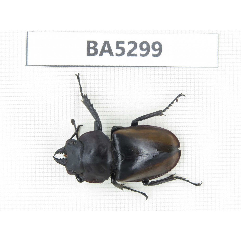 Neolucanus sp. China, Yunnan, Chuxiong, N of Mt.Ailaoshan. 1M. BA5299.