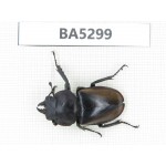 Neolucanus sp. China, Yunnan, Chuxiong, N of Mt.Ailaoshan. 1M. BA5299.