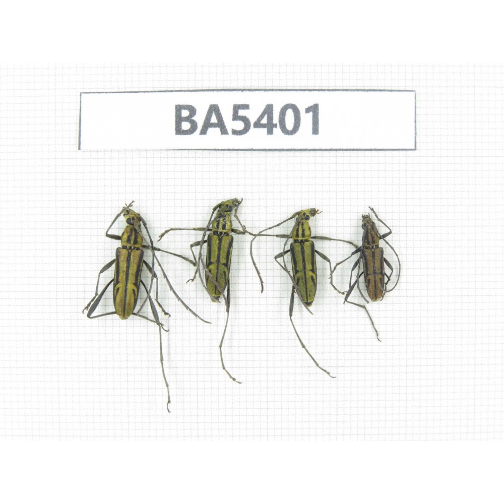 Cerambycidae sp. China, Yunnan, Nujiang, N of Mt.Biluoxueshan. 4Pcs. BA5401.