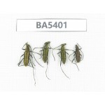 Cerambycidae sp. China, Yunnan, Nujiang, N of Mt.Biluoxueshan. 4Pcs. BA5401.