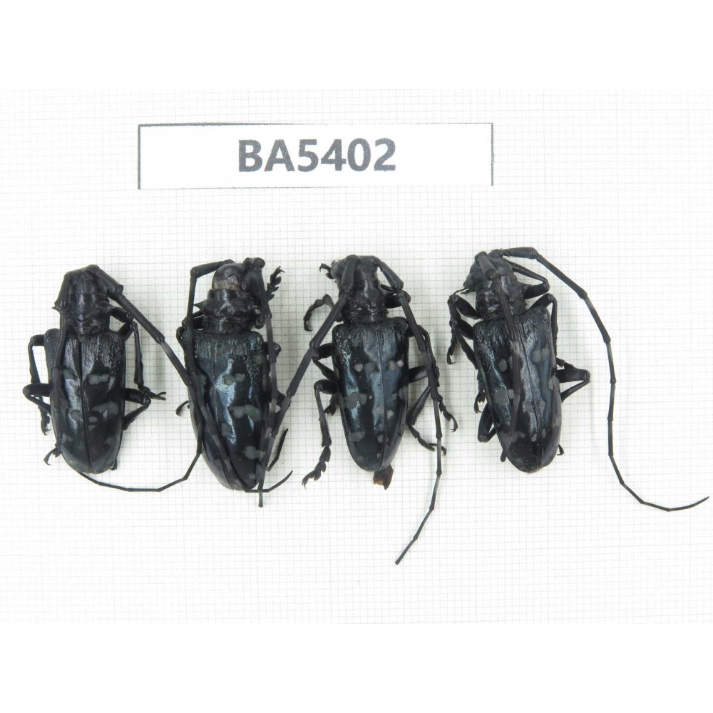 Cerambycidae sp. China, Yunnan, Nujiang, N of Mt.Biluoxueshan. 4Pcs. BA5402.