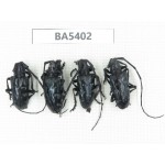 Cerambycidae sp. China, Yunnan, Nujiang, N of Mt.Biluoxueshan. 4Pcs. BA5402.