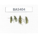 Cerambycidae sp. China, Yunnan, Nujiang, N of Mt.Biluoxueshan. 4Pcs. BA5404.