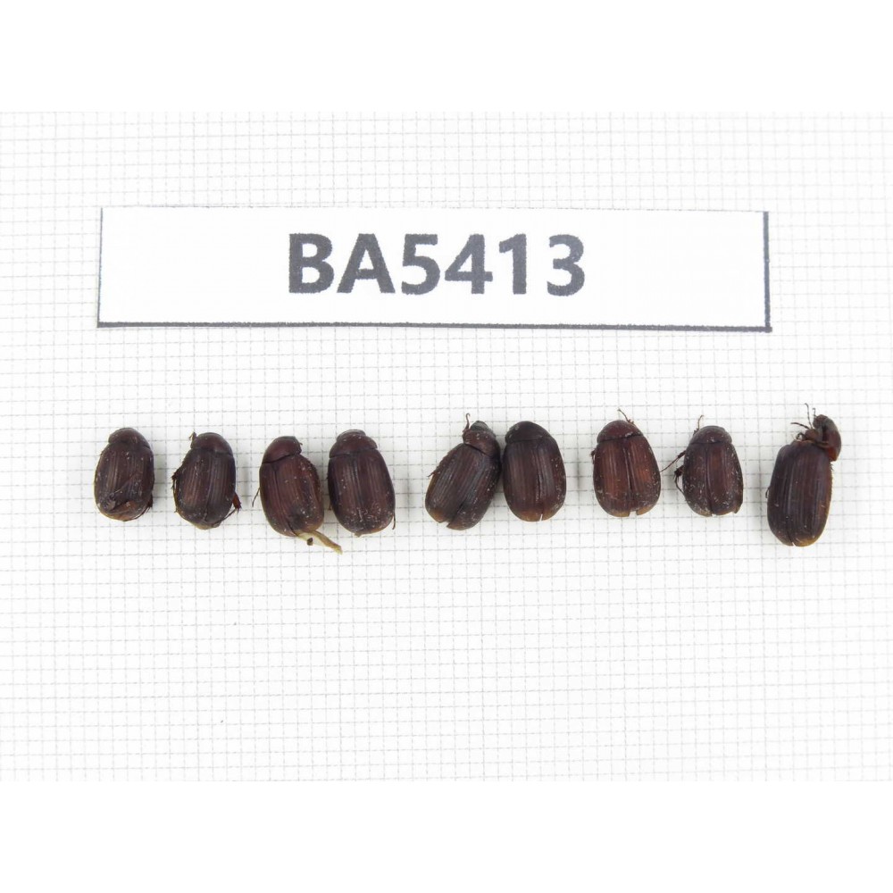 Melolonthidae sp. China, Yunnan, Nujiang, N of Mt.Biluoxueshan. 9Pcs. BA5413.