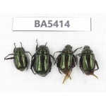 Rutelidae sp. China, Yunnan, Nujiang, N of Mt.Biluoxueshan. 4Pcs. BA5414.
