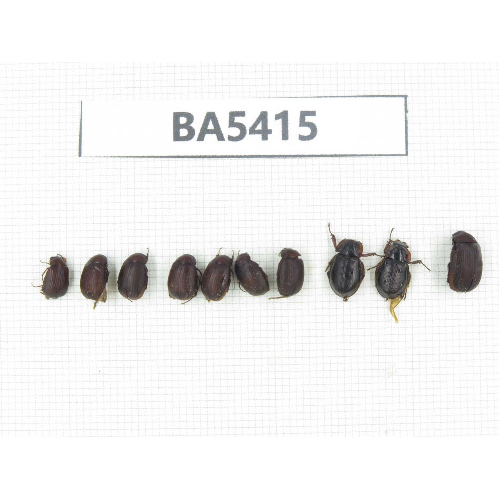 Melolonthidae sp. China, Yunnan, Nujiang, N of Mt.Biluoxueshan. 10Pcs. BA5415.