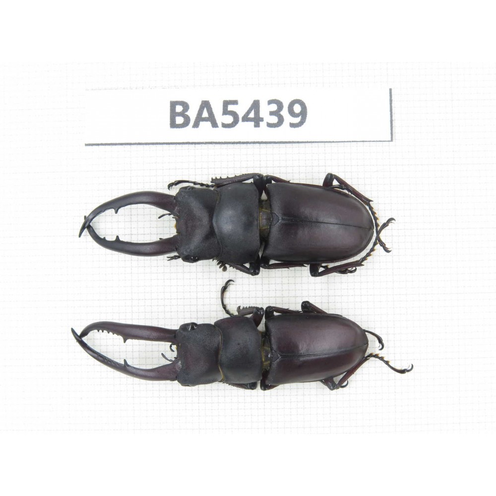 Prosopocoilus sp. China, Yunnan, Honghe, Jinping county. 2M. BA5439.