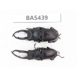 Prosopocoilus sp. China, Yunnan, Honghe, Jinping county. 2M. BA5439.