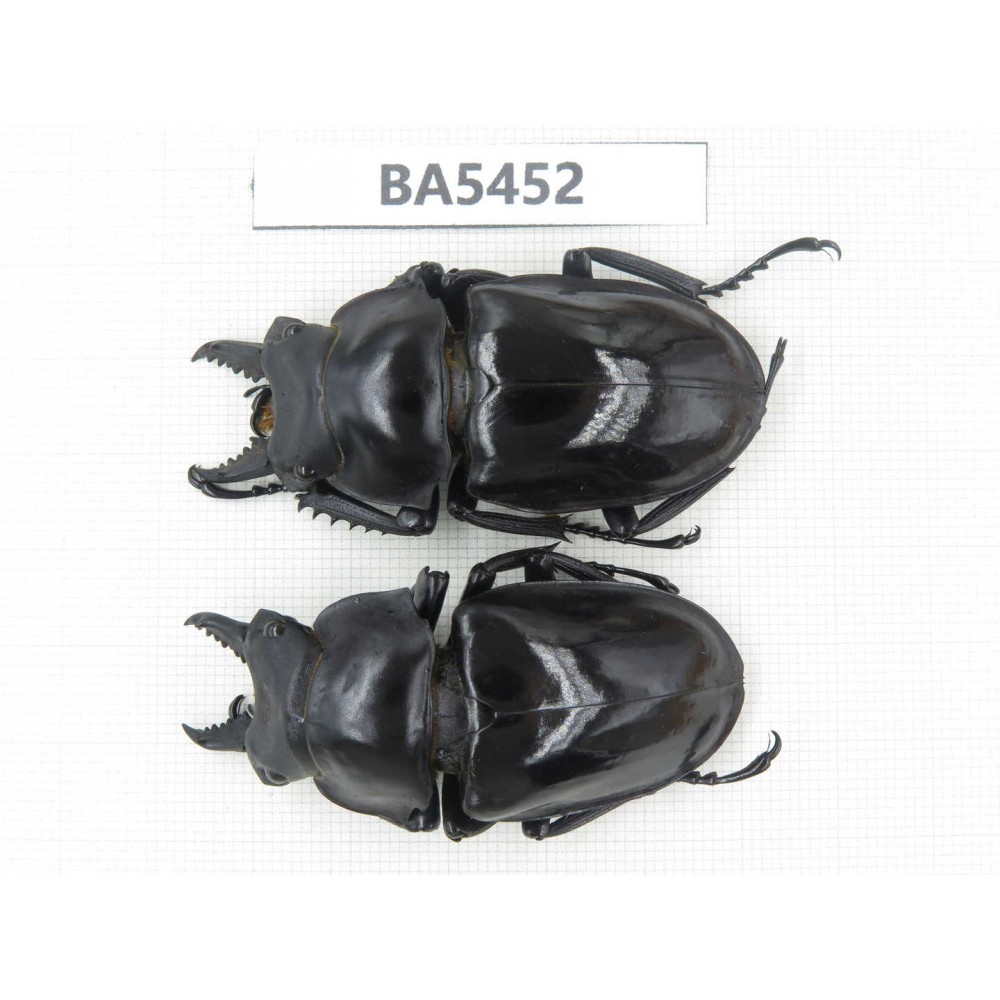 Neolucanus sp. China, Yunnan, Honghe, Jinping county. 2M. BA5452.