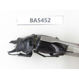 Neolucanus sp. China, Yunnan, Honghe, Jinping county. 2M. BA5452.