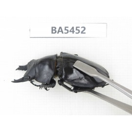 Neolucanus sp. China, Yunnan, Honghe, Jinping county. 2M. BA5452.