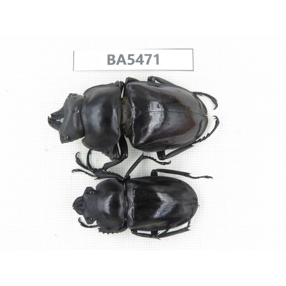 Neolucanus sp. China, Yunnan, Honghe, Jinping county. 1P. BA5471.
