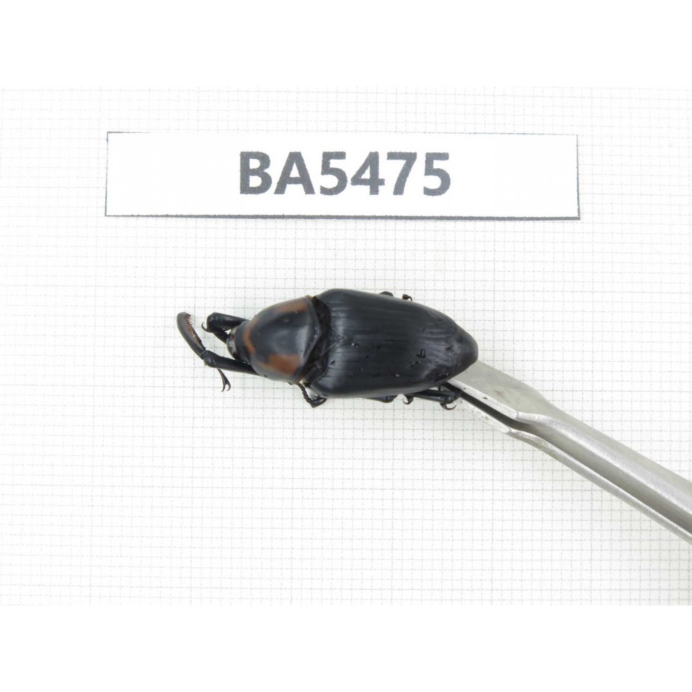 Curculionidae sp. China, Yunnan, Honghe, Jinping county. 1Pcs. BA5475.