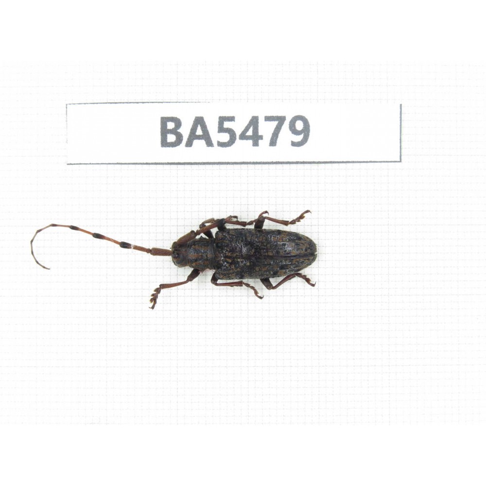 Cerambycidae sp. China, Yunnan, Honghe, Jinping county. 1Pcs. BA5479.