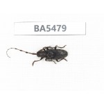 Cerambycidae sp. China, Yunnan, Honghe, Jinping county. 1Pcs. BA5479.