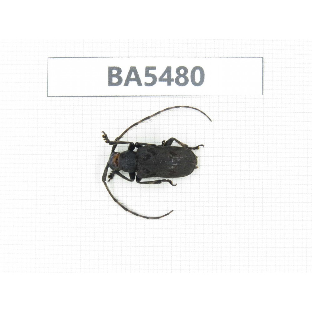 Cerambycidae sp. China, Yunnan, Honghe, Jinping county. 1Pcs. BA5480.