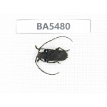 Cerambycidae sp. China, Yunnan, Honghe, Jinping county. 1Pcs. BA5480.
