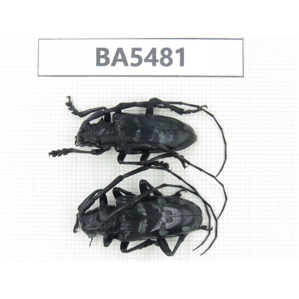 Cerambycidae sp. China, Yunnan, Honghe, Jinping county. 2Pcs. BA5481.