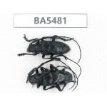 Cerambycidae sp. China, Yunnan, Honghe, Jinping county. 2Pcs. BA5481.