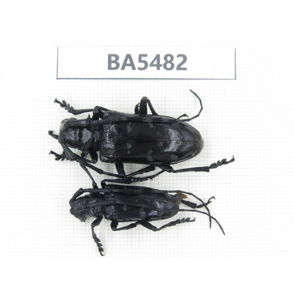 Cerambycidae sp. China, Yunnan, Honghe, Jinping county. 2Pcs. BA5482.