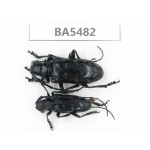 Cerambycidae sp. China, Yunnan, Honghe, Jinping county. 2Pcs. BA5482.