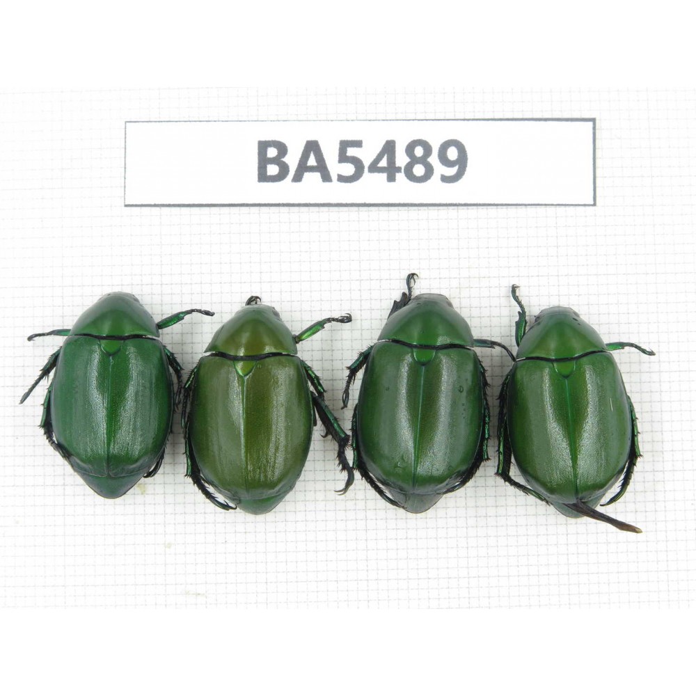 Rutelidae sp. China, Yunnan, Dehong, Longchuan county. 4Pcs. BA5489.