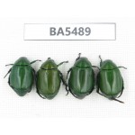 Rutelidae sp. China, Yunnan, Dehong, Longchuan county. 4Pcs. BA5489.