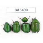 Rutelidae sp. China, Yunnan, Dehong, Longchuan county. 4Pcs. BA5490.