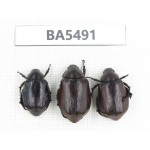 Rutelidae sp. China, Yunnan, Dehong, Longchuan county. 3Pcs. BA5491.