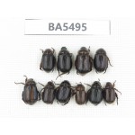 Rutelidae sp. China, Yunnan, Dehong, Longchuan county. 10Pcs. BA5495.