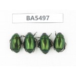 Rutelidae sp. China, Yunnan, Dehong, Longchuan county. 4Pcs. BA5497.