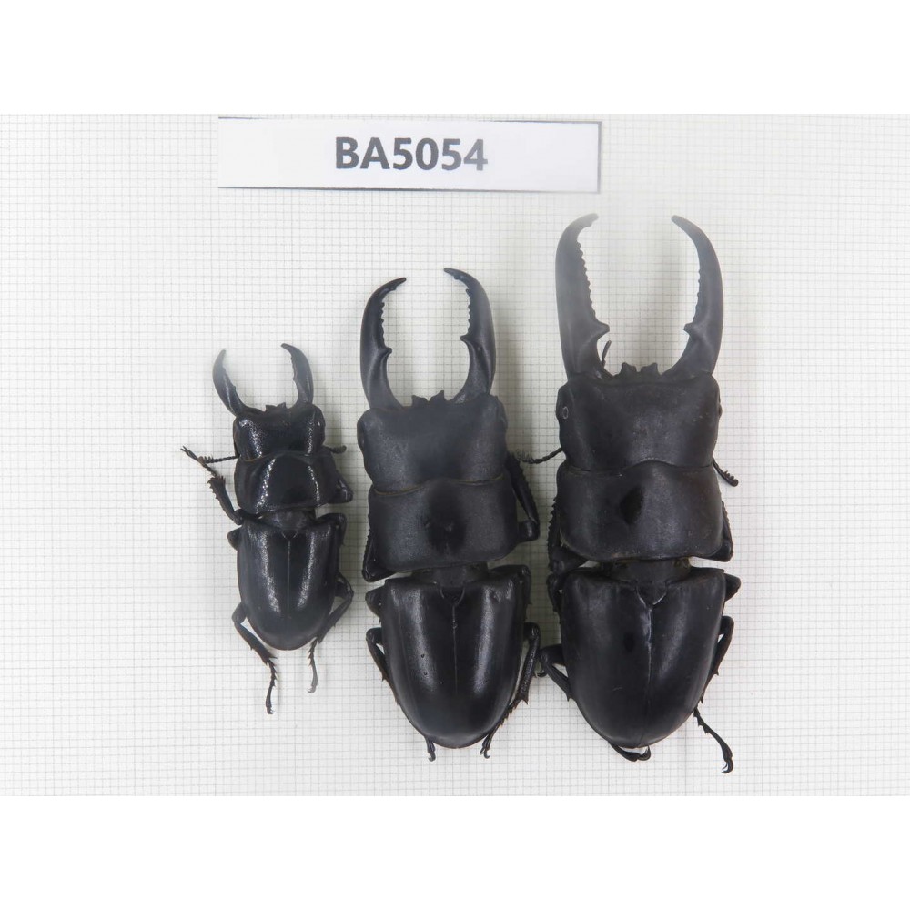 Dorcus sp. China, Guizhou, Qiandongnan, Mt.Leigongshan. 3M. BA5054.