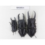 Dorcus sp. China, Guizhou, Qiandongnan, Mt.Leigongshan. 3M. BA5054.