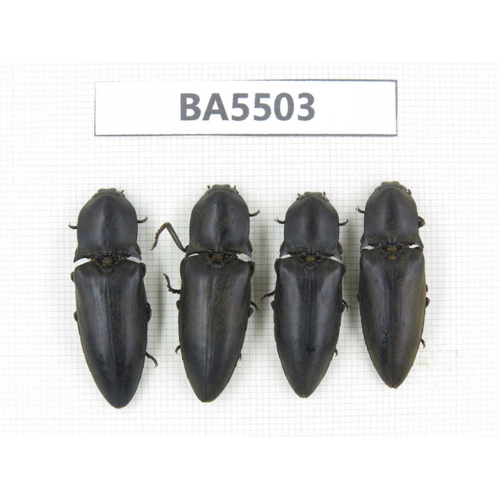 Elateridae sp. China, Yunnan, Dehong, Longchuan county. 4Pcs. BA5503.