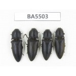 Elateridae sp. China, Yunnan, Dehong, Longchuan county. 4Pcs. BA5503.