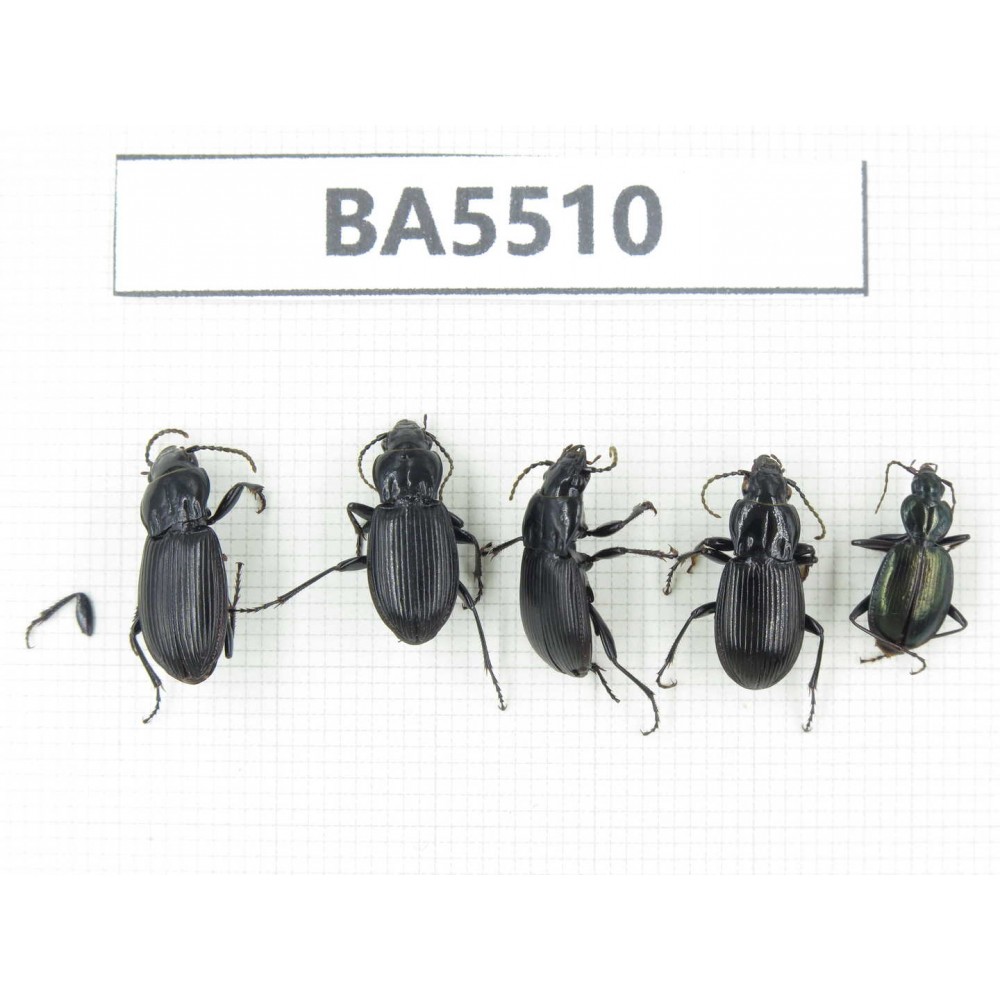 Tenebrionidae sp. China, Yunnan, Lijiang, Mt.Yulongxueshan. 5Pcs. BA5510.