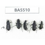 Tenebrionidae sp. China, Yunnan, Lijiang, Mt.Yulongxueshan. 5Pcs. BA5510.