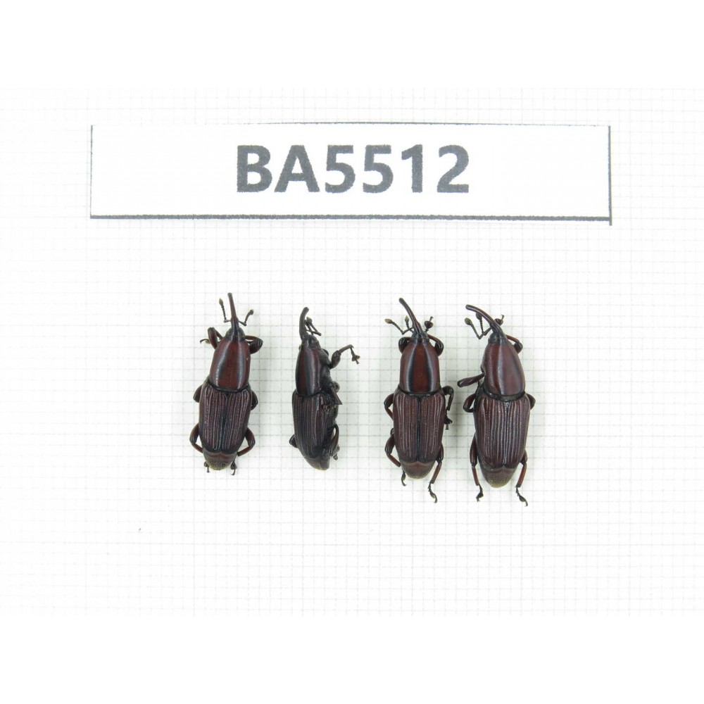 Curculionidae sp. China, Yunnan, Chuxiong, N of Mt.Ailaoshan. 4Pcs. BA5512.