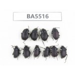Tenebrionidae sp. China, Yunnan, Xiangerila, Mt.Baimaxueshan. 10Pcs. BA5516.