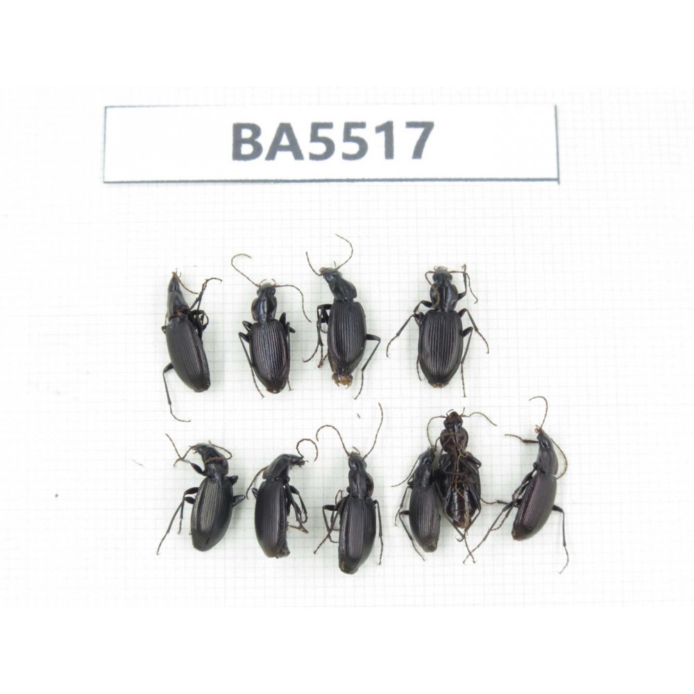 Carabidae sp. China, Yunnan, Xiangerila, Mt.Baimaxueshan. 10Pcs. BA5517.