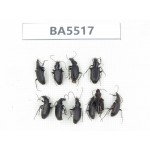 Carabidae sp. China, Yunnan, Xiangerila, Mt.Baimaxueshan. 10Pcs. BA5517.