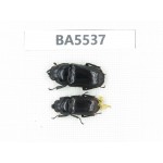 Dorcus sp. China, Yunnan, Nujiang, Lushui county. 2F. BA5537.